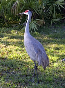 SandHillCrane.180184808_std