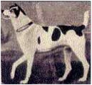 Viper, by Sartorius, 1796. Catalogue, temporary exhibit of The Kennel Club Art Gallery.