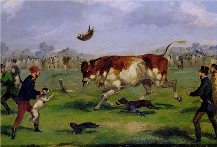 PFA109529 Bull Baiting (oil on paper laid on panel) by Alken, Samuel Henry (1810-94); 17.8x26 cm; Private Collection; Photo ¬© Bonhams, London, UK; English, out of copyright